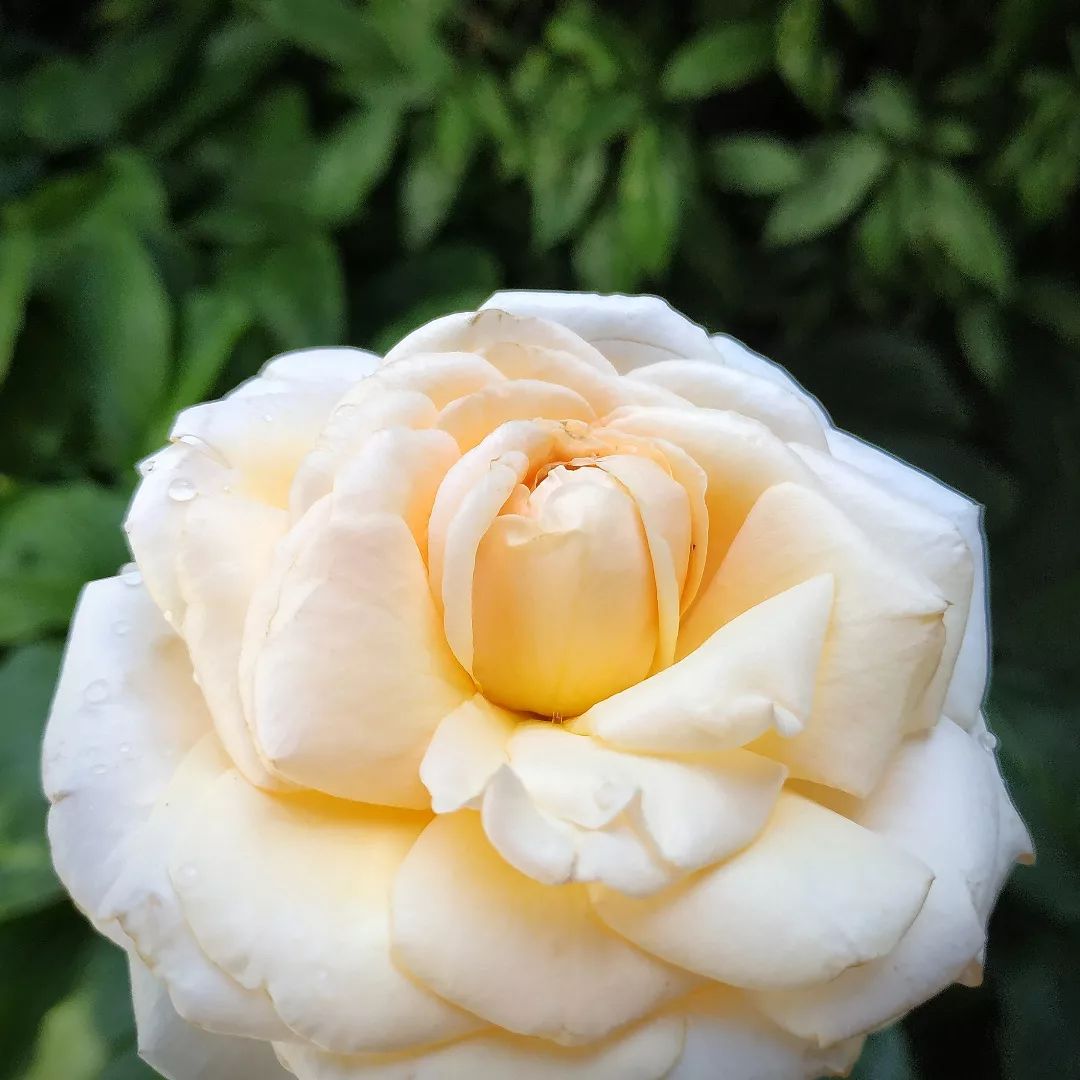 rosa courage :: Blog Ivana Jelemenská