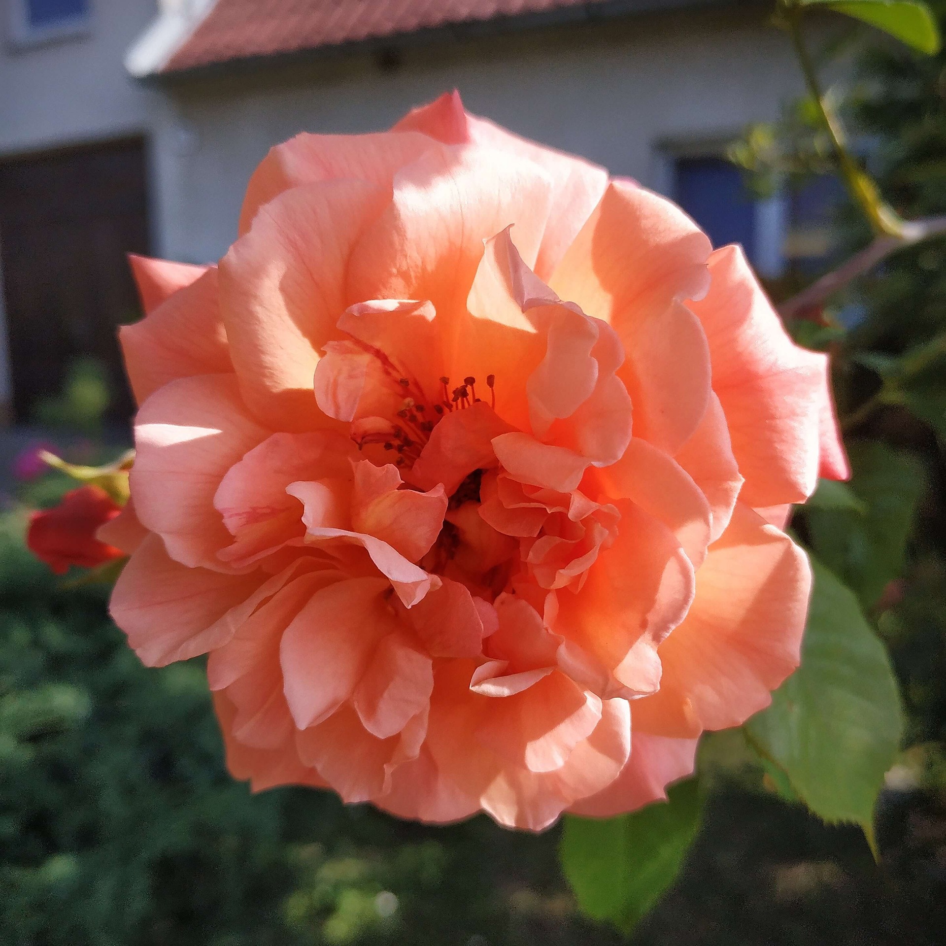 rosa aloha