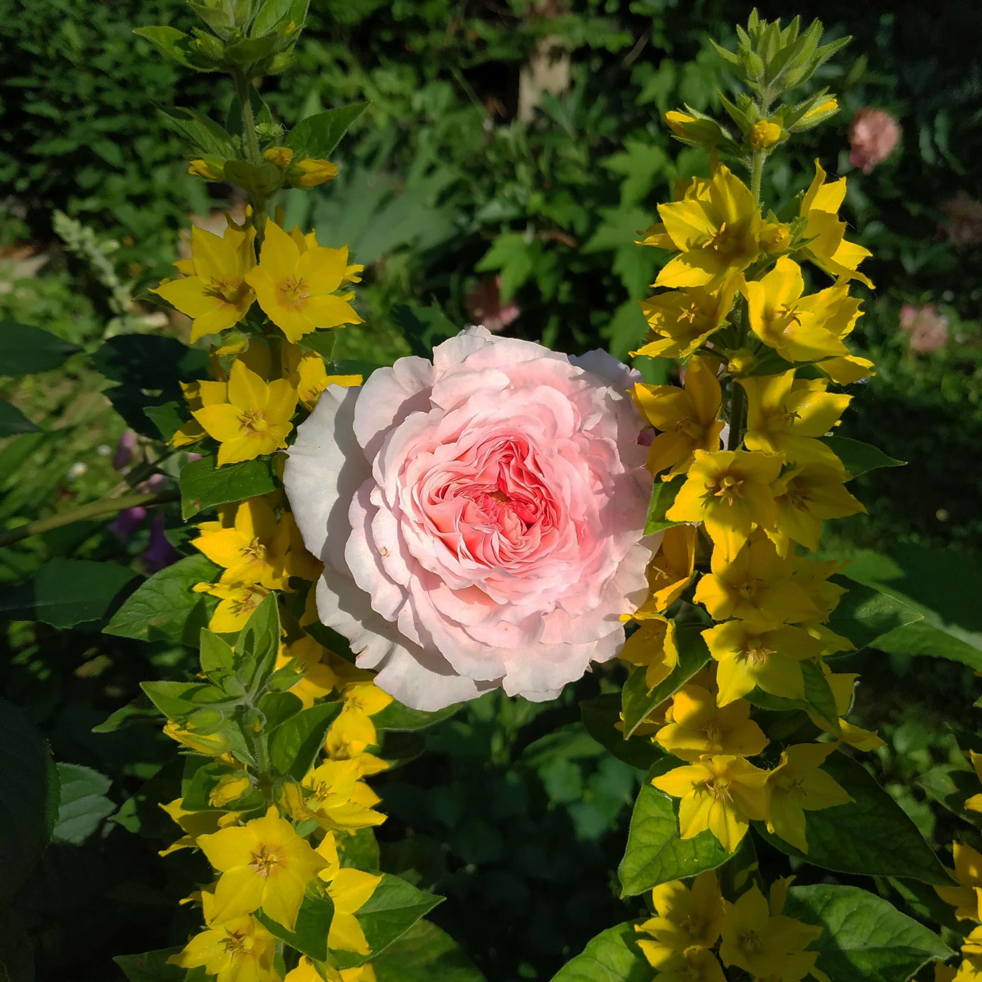 rosa james galway