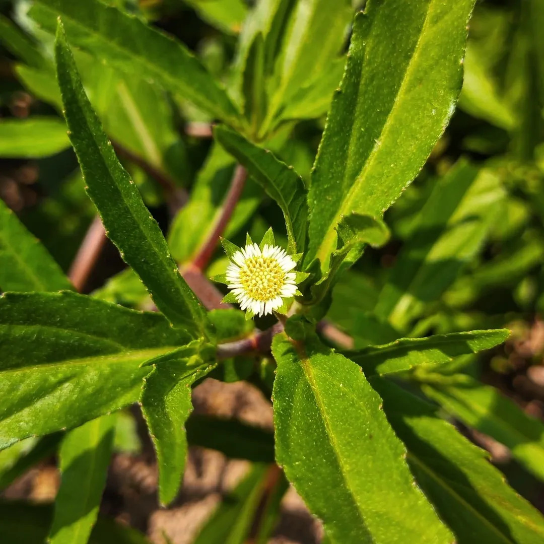 foto - instagram zahrra_plants