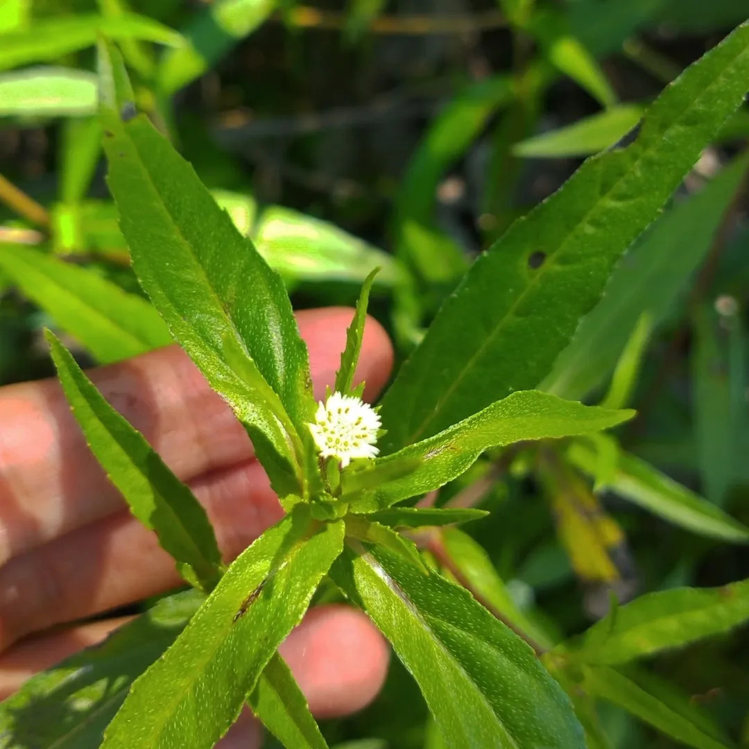 foto - instagram zahrra_plants